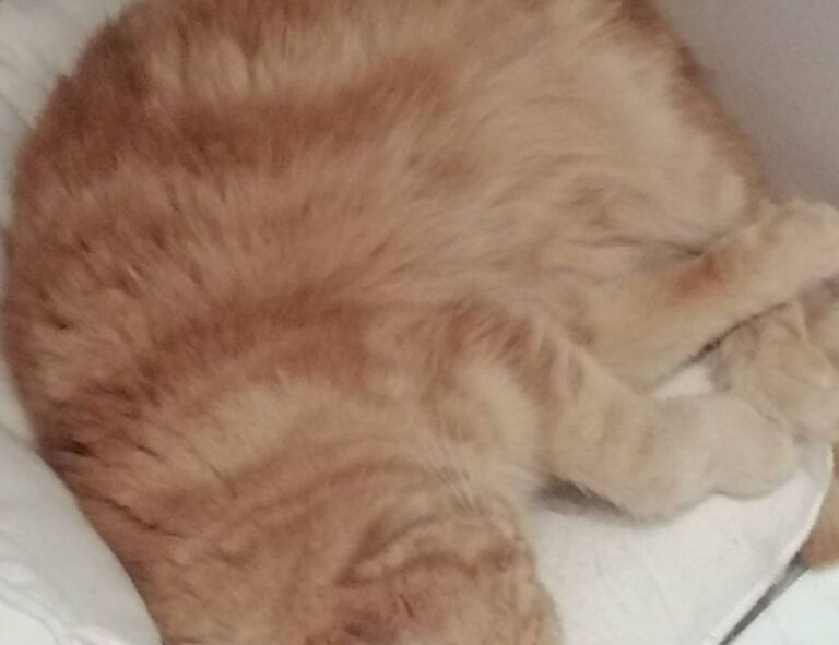 fix code susbluezilla