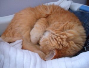 fix zenvekeypo4 software issue