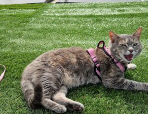 fixtures today sffarebaseball by sportsfanfare