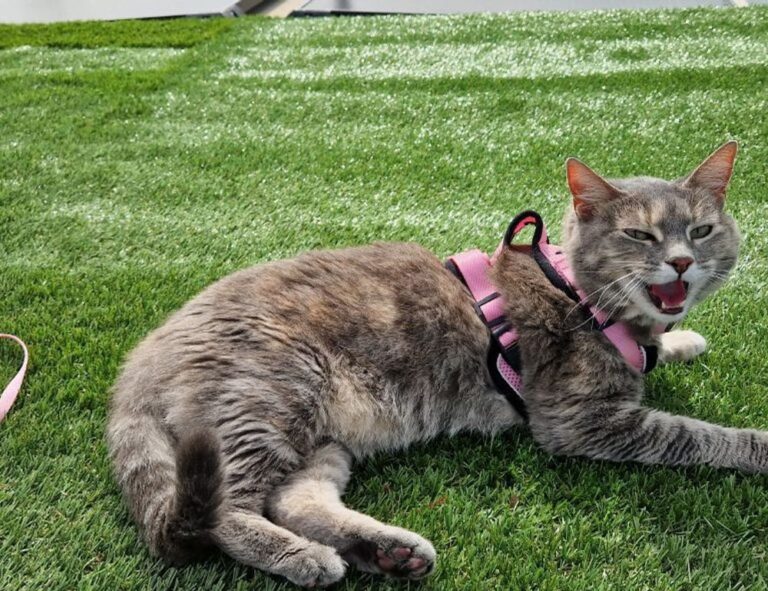 fixtures today sffarebaseball by sportsfanfare