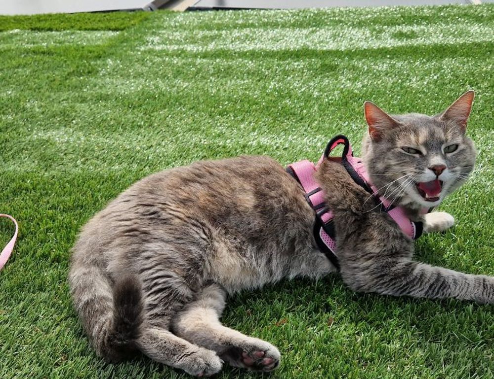 fixtures today sffarebaseball by sportsfanfare