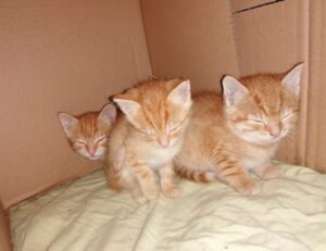 is kayudapu rich in iron