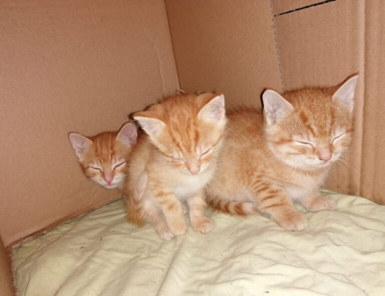 is kayudapu rich in iron