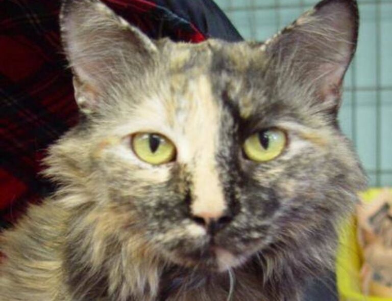 sffarebaseball statistics today