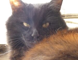 sffareboxing fixtures from sportsfanfare