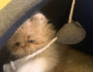 sffareboxing fixtures today