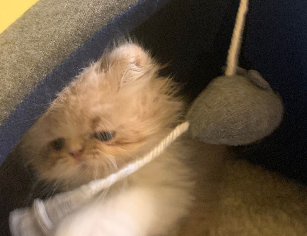 sffareboxing fixtures today