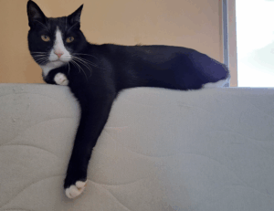 sffareboxing schedules 2022