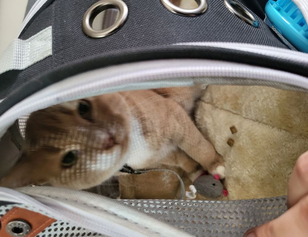 sffareboxing schedules 2023