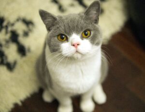 sffaresports game results last night