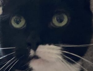 why eawodiz mountain is covered with snow